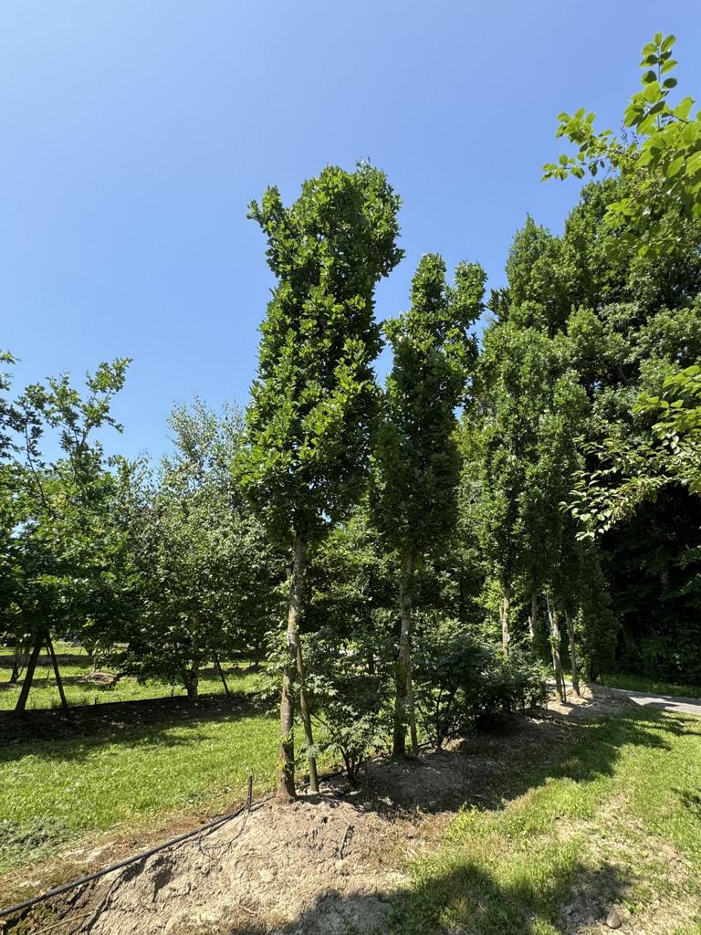 Quercus robur 'Fastigiate Koster'
