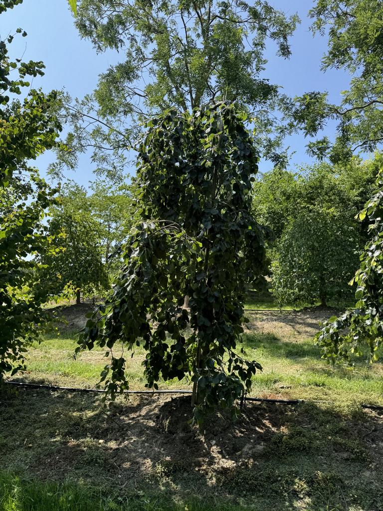 Carpinus betulus 'Pendula'