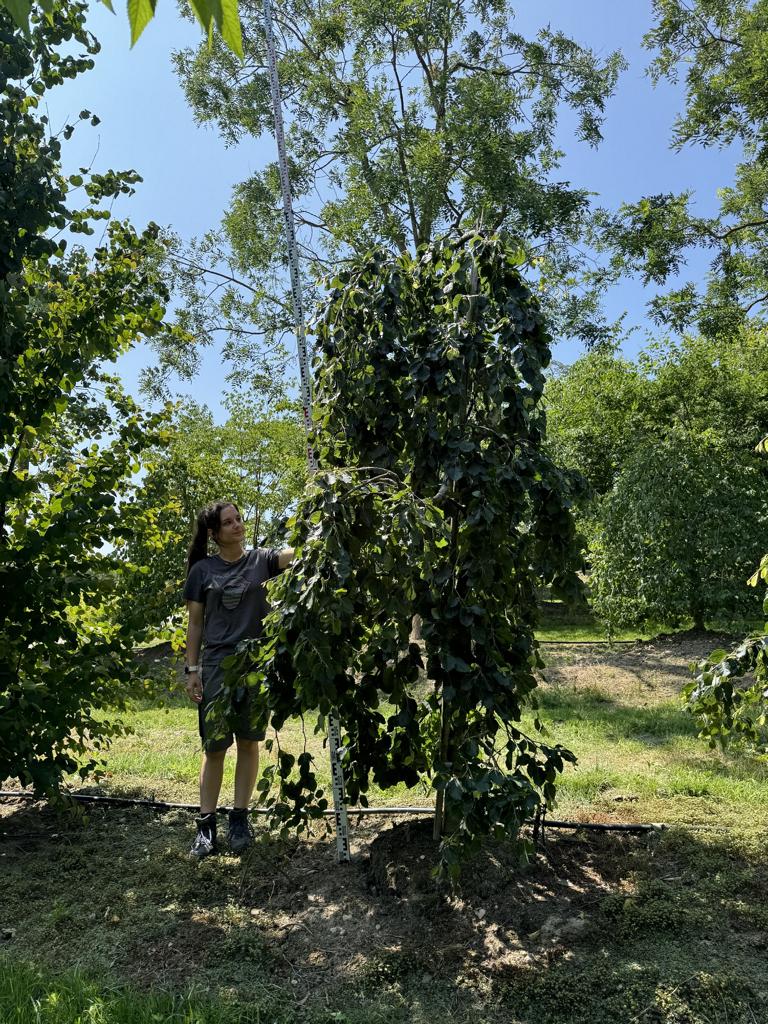 Carpinus betulus 'Pendula'