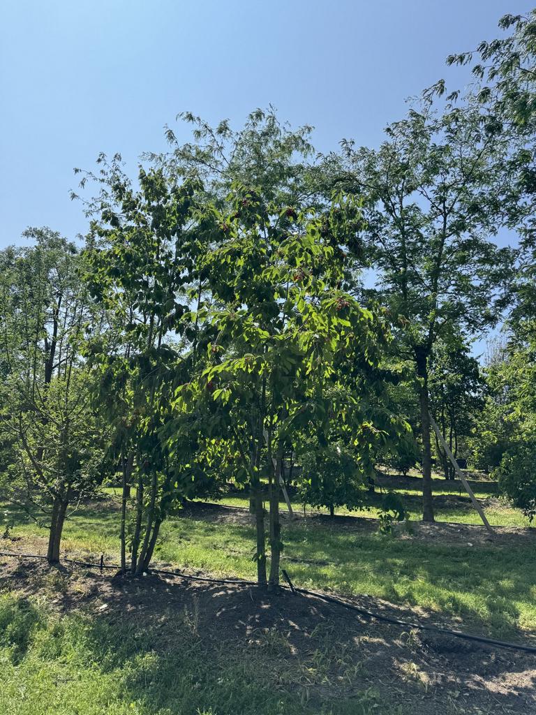 Prunus avium