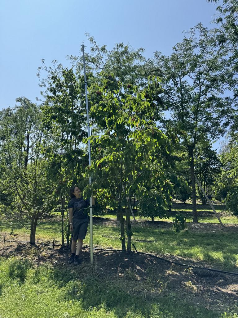 Prunus avium