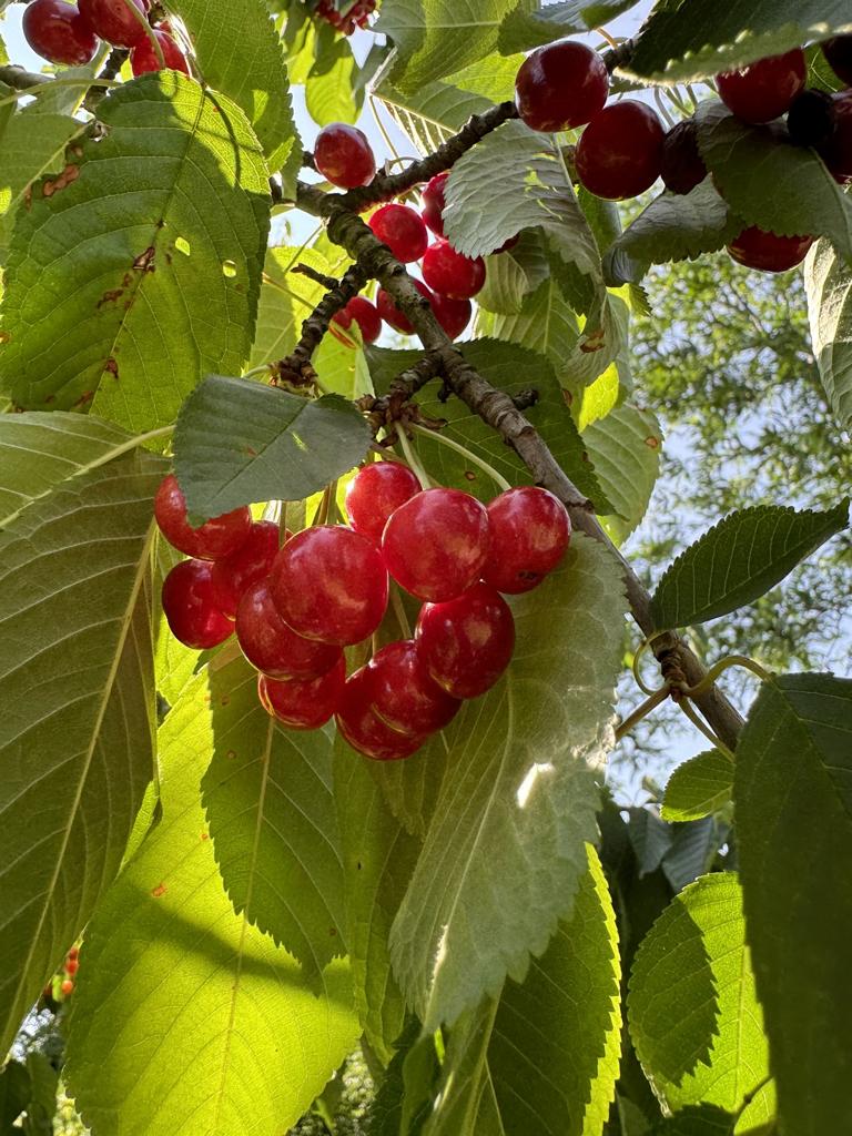 Prunus avium