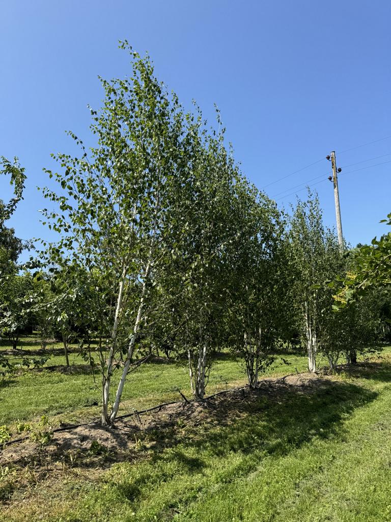 Betula utilis 'Doorenbos'