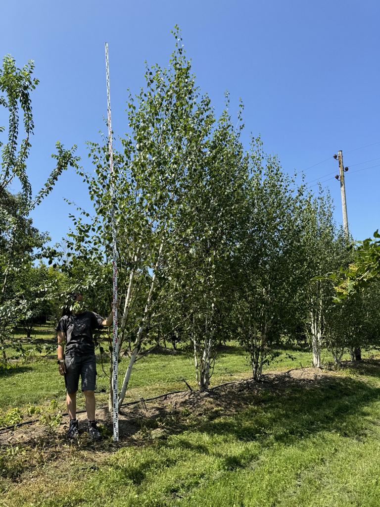Betula utilis 'Doorenbos'
