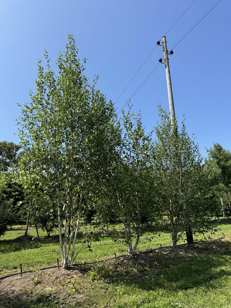 Betula utilis 'Doorenbos'