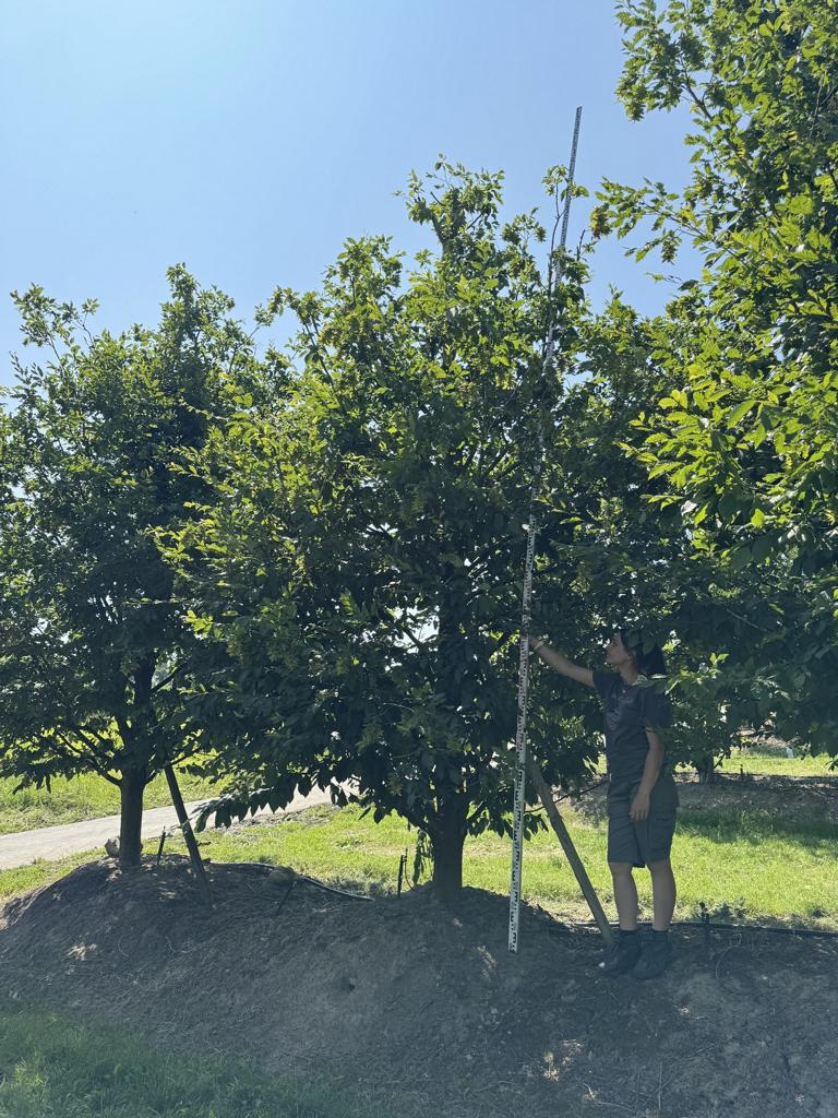 Carpinus betulus 'Quercifolia'