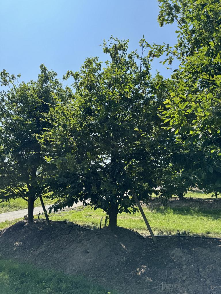 Carpinus betulus 'Quercifolia'