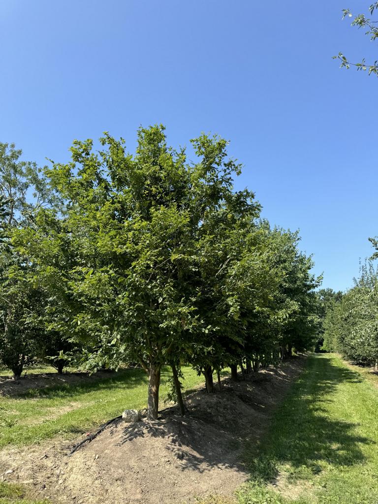 Carpinus betulus 'Quercifolia'
