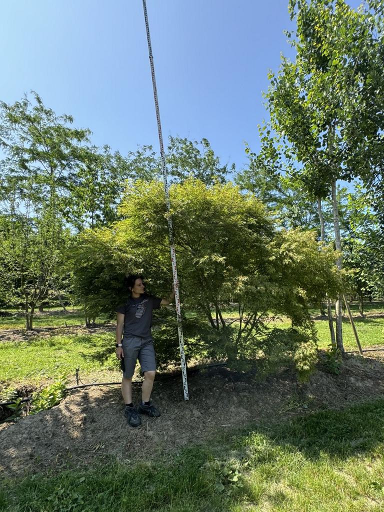 Acer palmatum 'Seiryu'