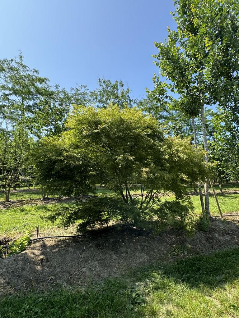 Acer palmatum 'Seiryu'