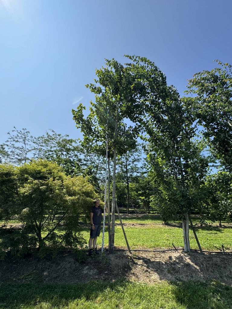 Populus tremula