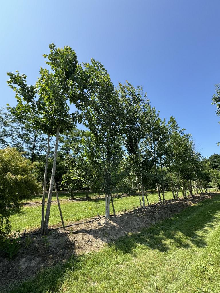 Populus tremula