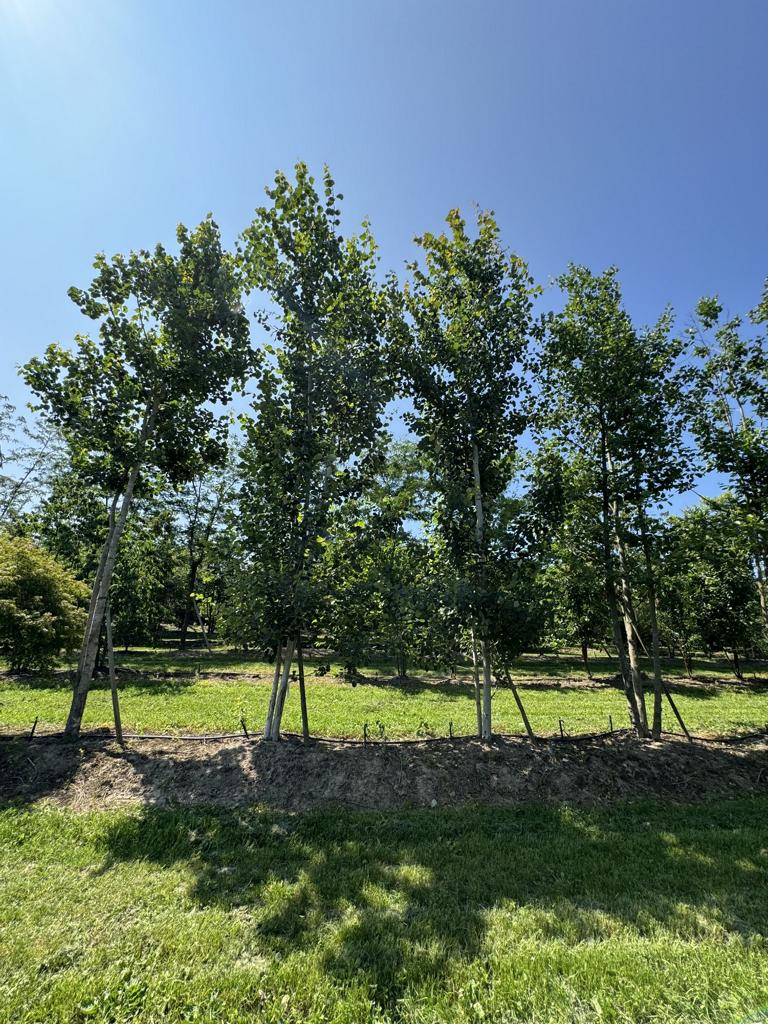 Populus tremula