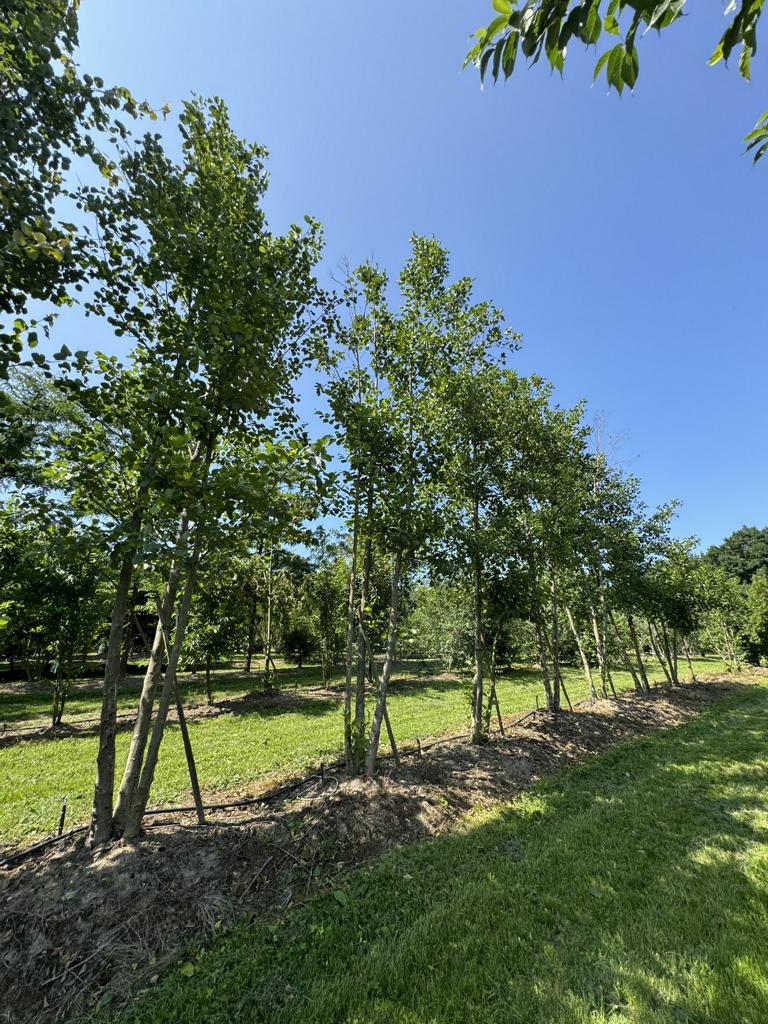 Alnus glutinosa
