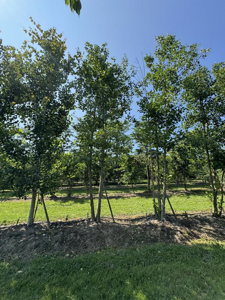 Alnus glutinosa