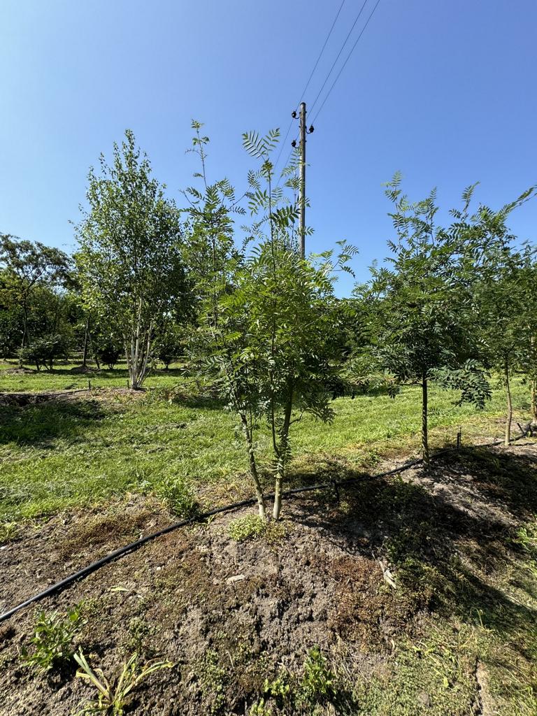 Sorbus aucuparia