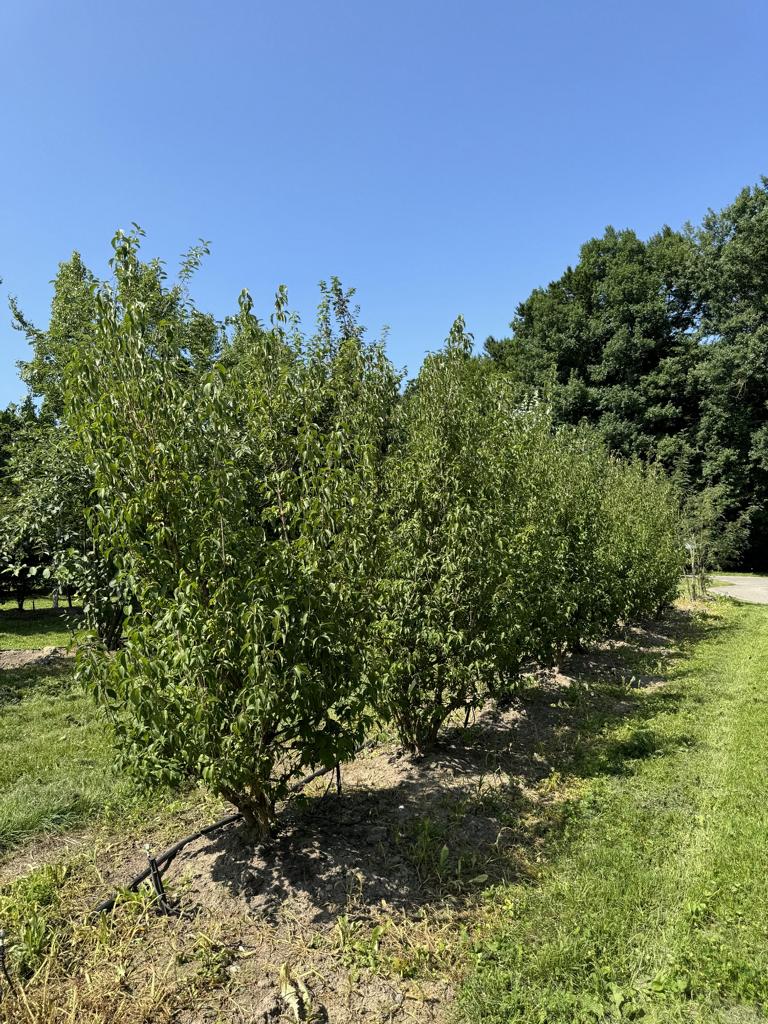 Cornus mas