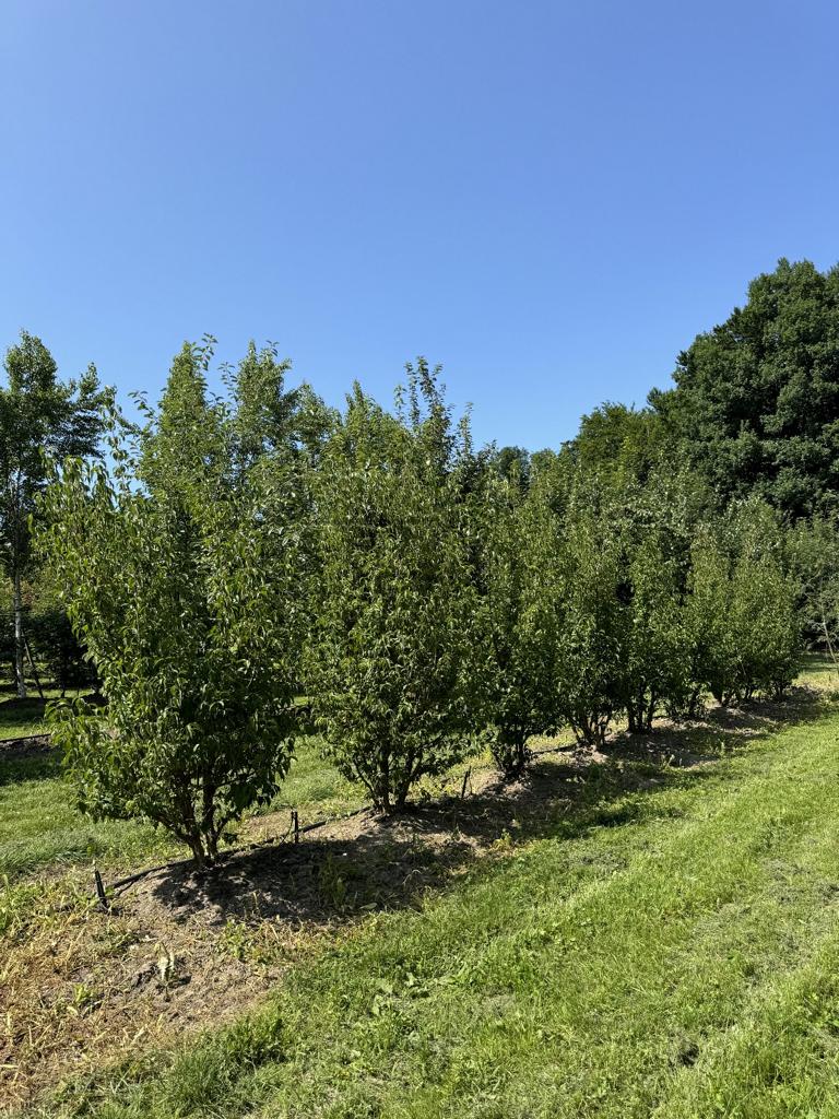 Cornus mas