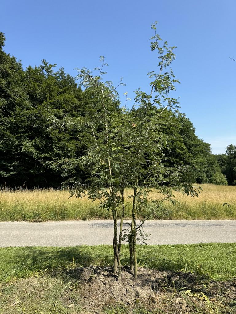 Sorbus aucuparia