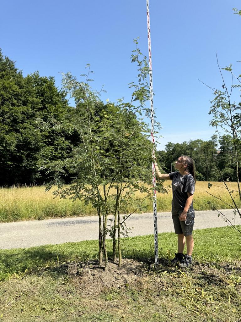 Sorbus aucuparia