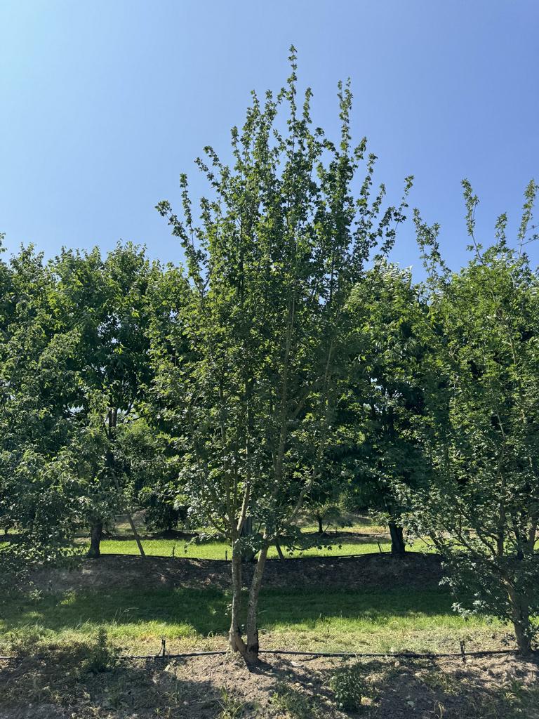 Acer campestre