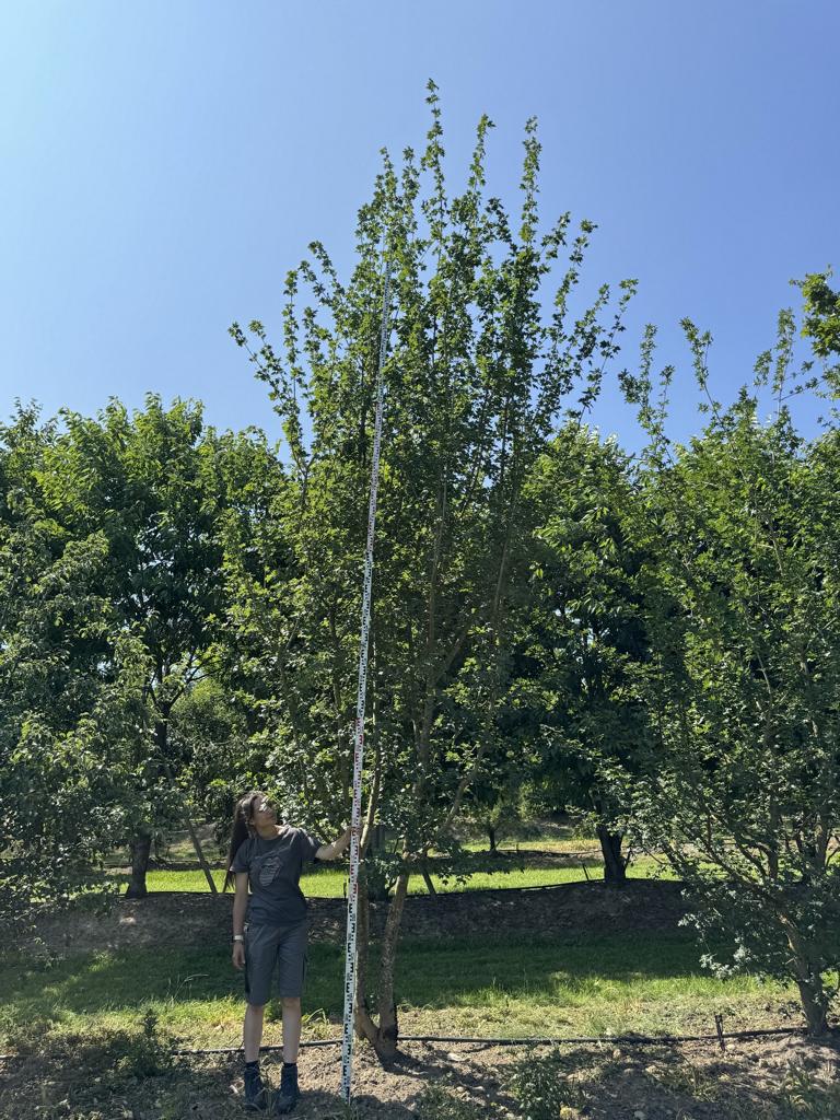 Acer campestre