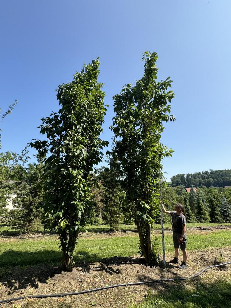 Prunus serrulata 'Amanogawa'
