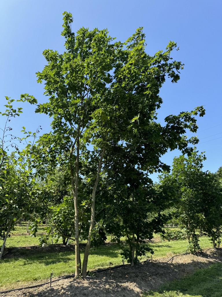 Acer platanoides