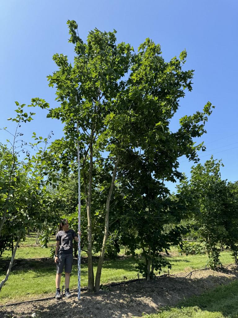 Acer platanoides