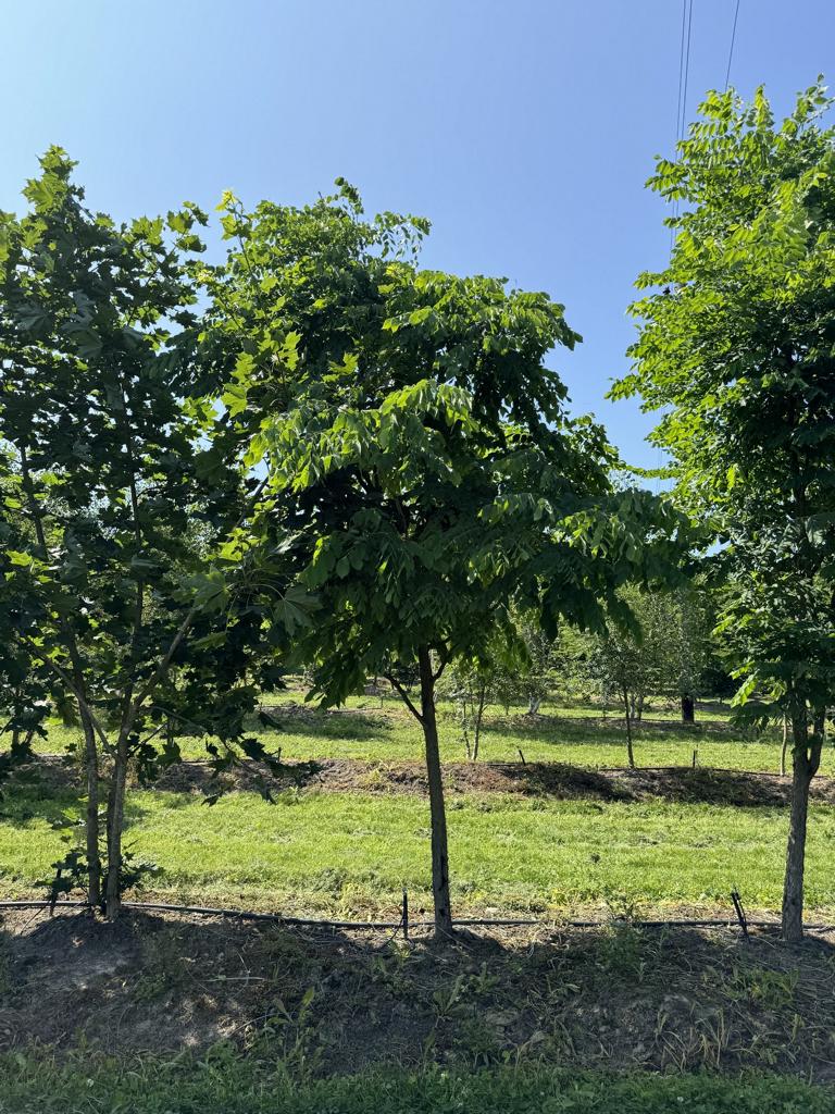 Gymnocladus dioica