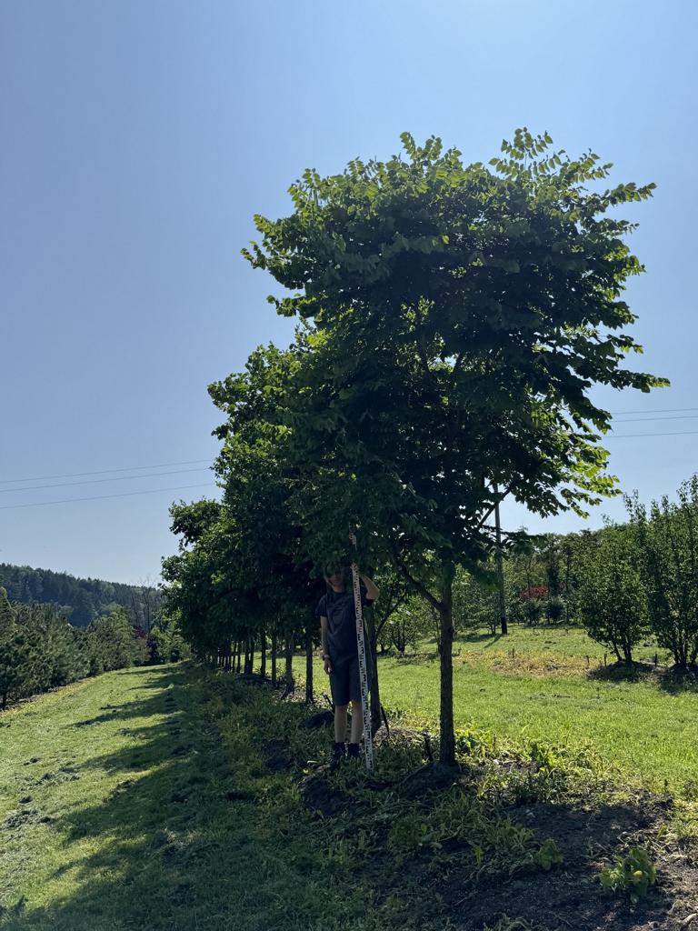 Gymnocladus dioica