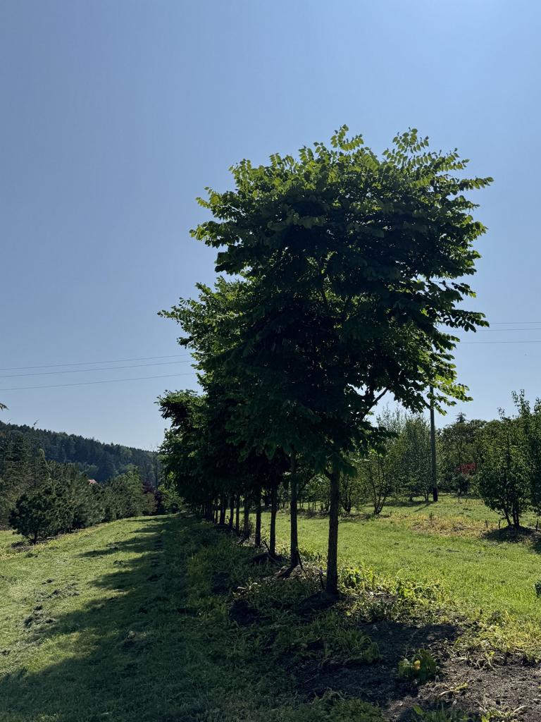 Gymnocladus dioica
