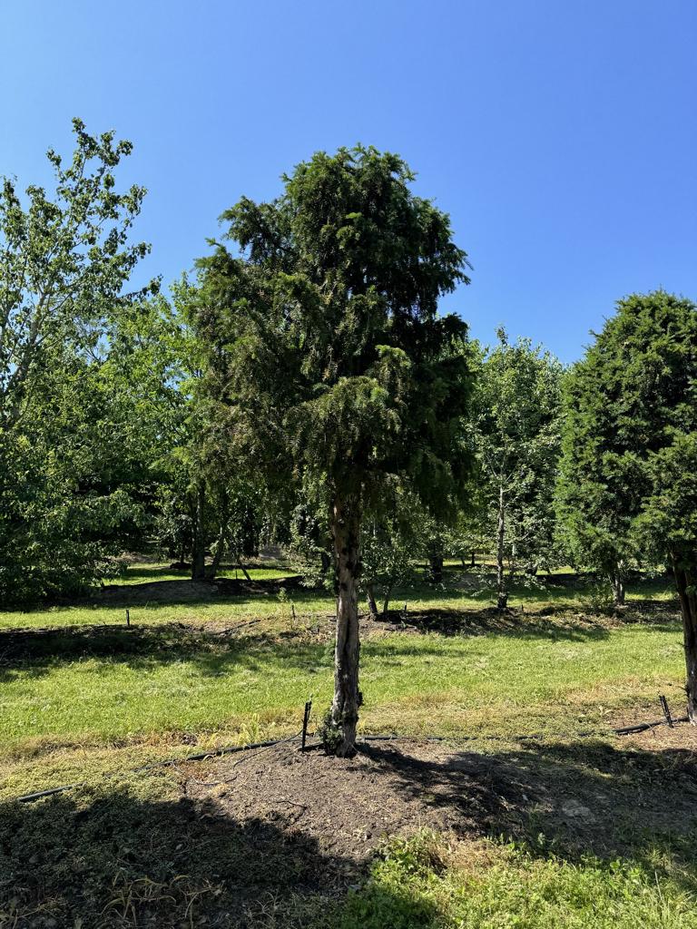 Taxus baccata Schirmform