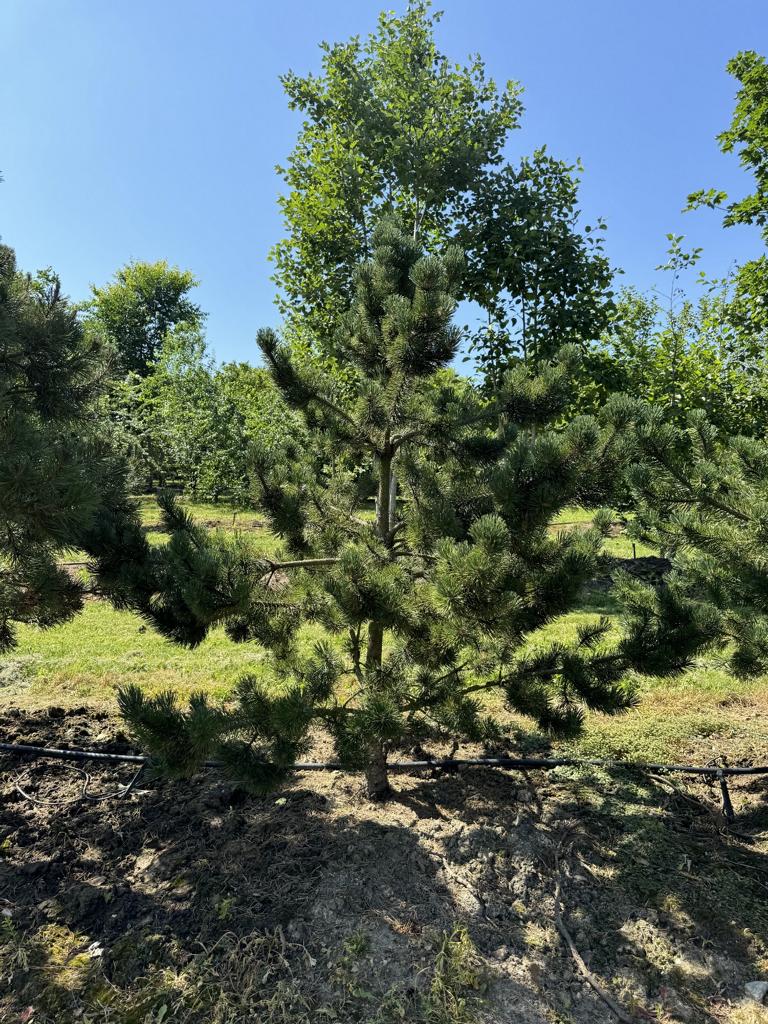 Pinus mugo