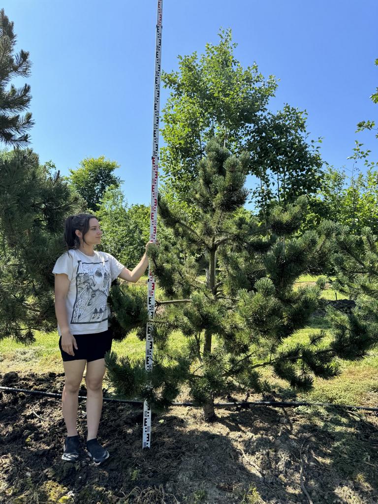 Pinus mugo