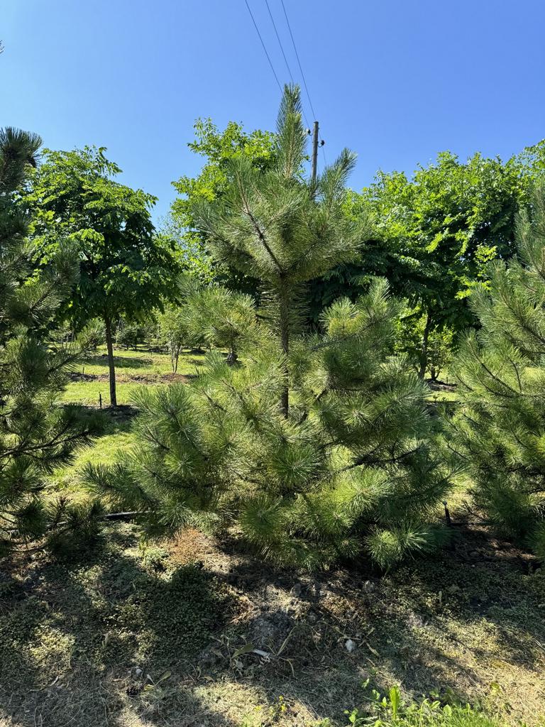 Pinus nigra subsp. nigra