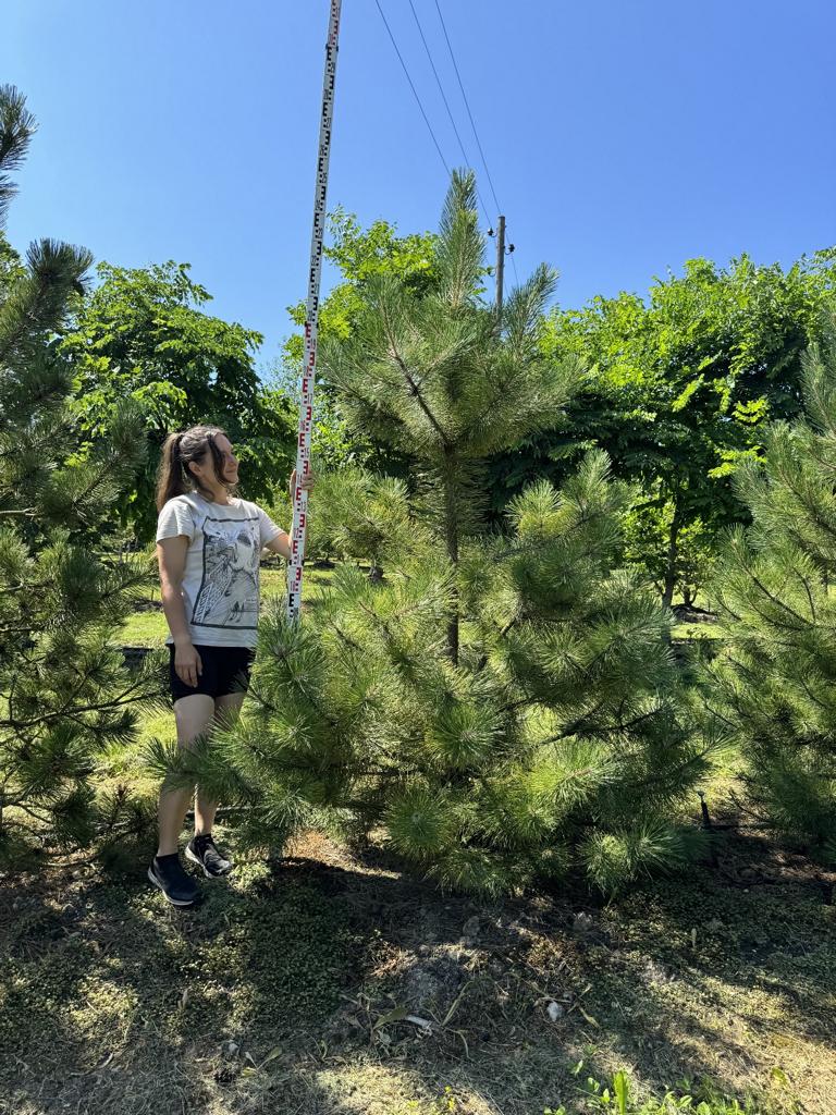 Pinus nigra subsp. nigra