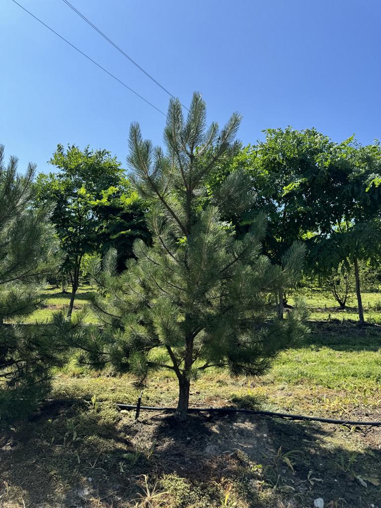 Pinus nigra subsp. nigra