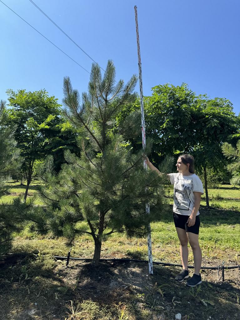 Pinus nigra subsp. nigra