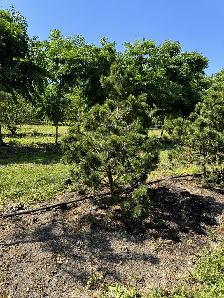 Pinus mugo 'Gnom'