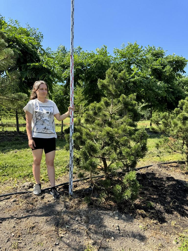 Pinus mugo 'Gnom'