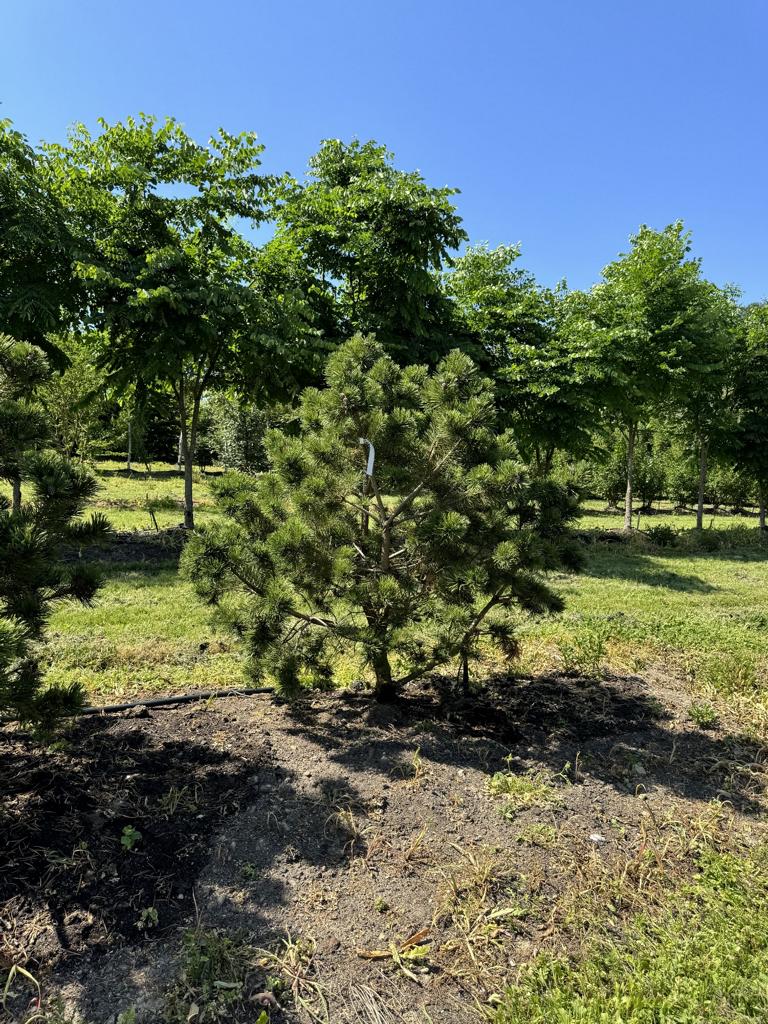 Pinus mugo 'Gnom'