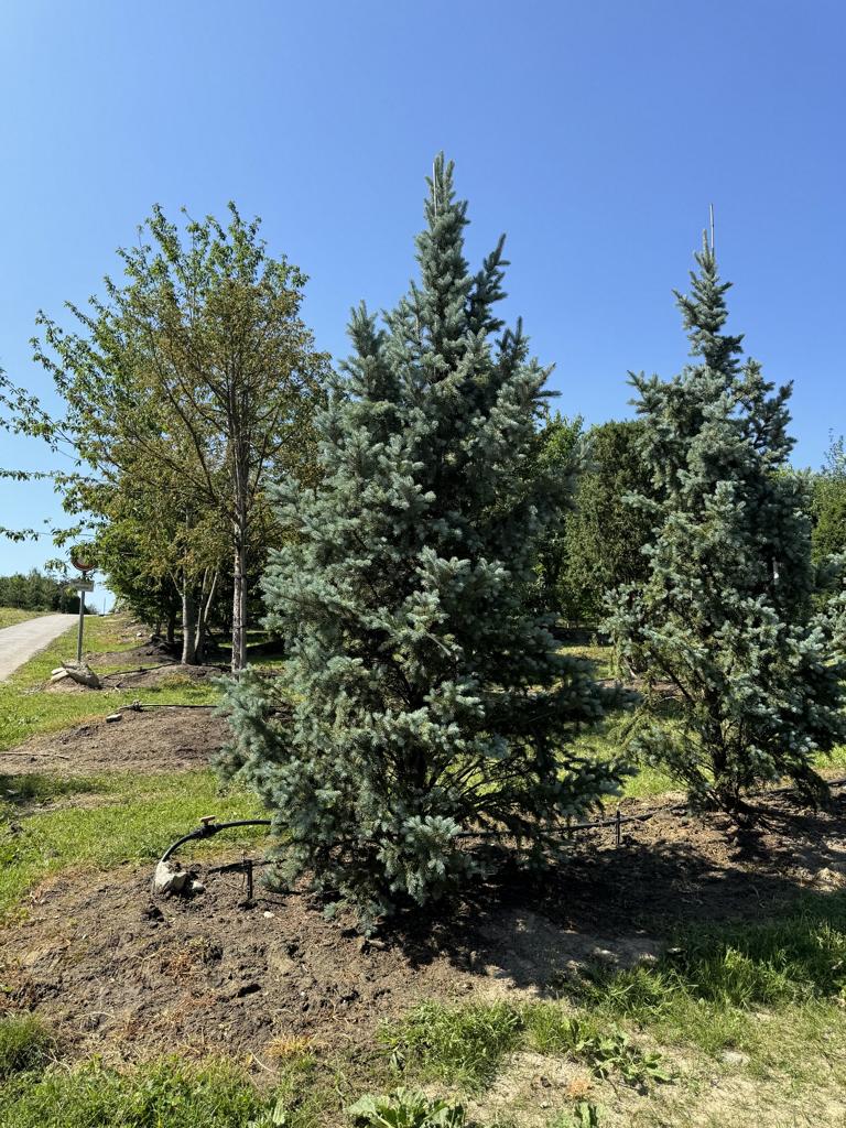 Picea pungens 'Iseli Fastigiate'