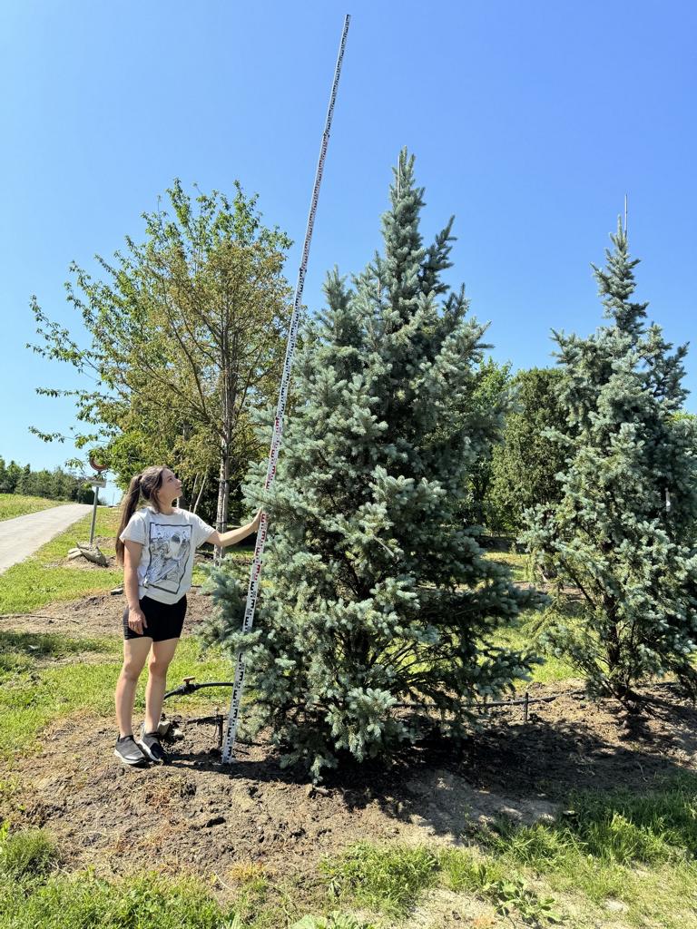 Picea pungens 'Iseli Fastigiate'