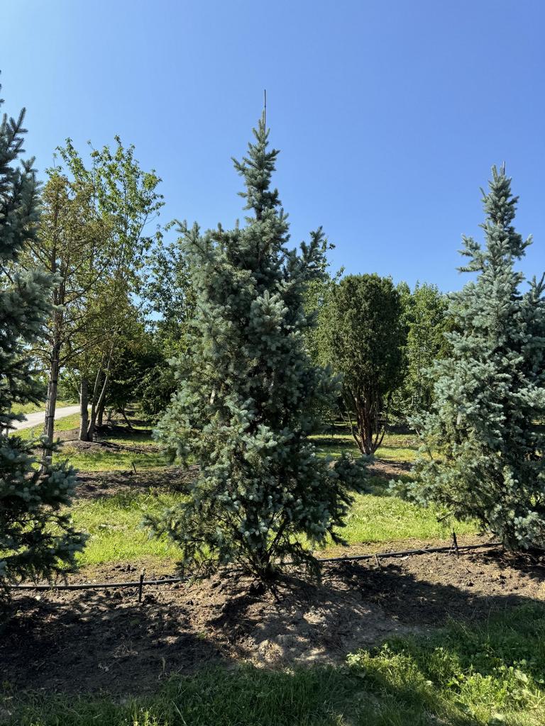Picea pungens 'Iseli Fastigiate'