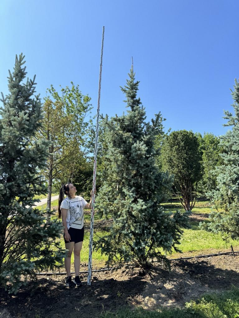 Picea pungens 'Iseli Fastigiate'