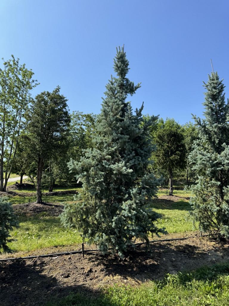 Picea pungens 'Iseli Fastigiate'