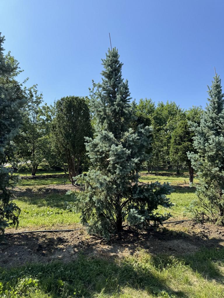 Picea pungens 'Iseli Fastigiate'
