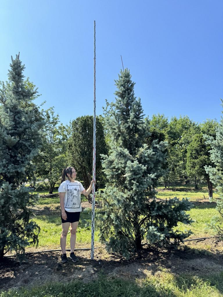 Picea pungens 'Iseli Fastigiate'