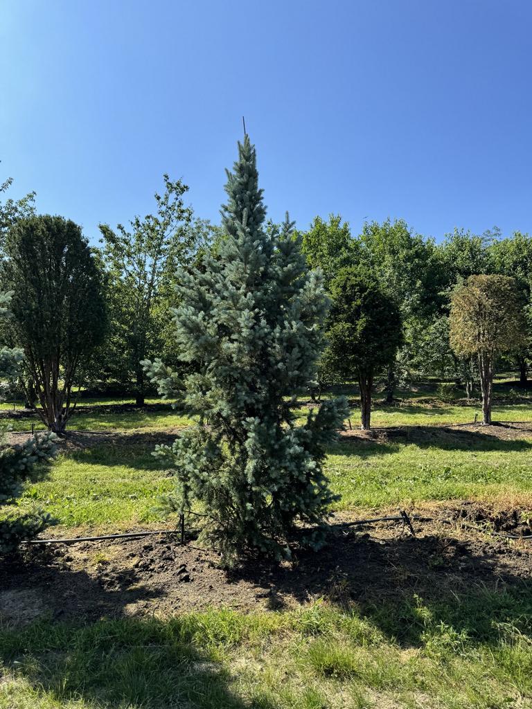 Picea pungens 'Iseli Fastigiate'